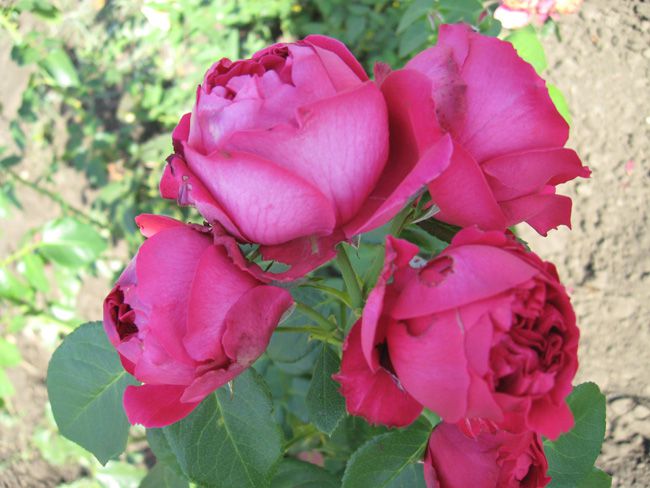 Ред эден роуз роза фото и описание
